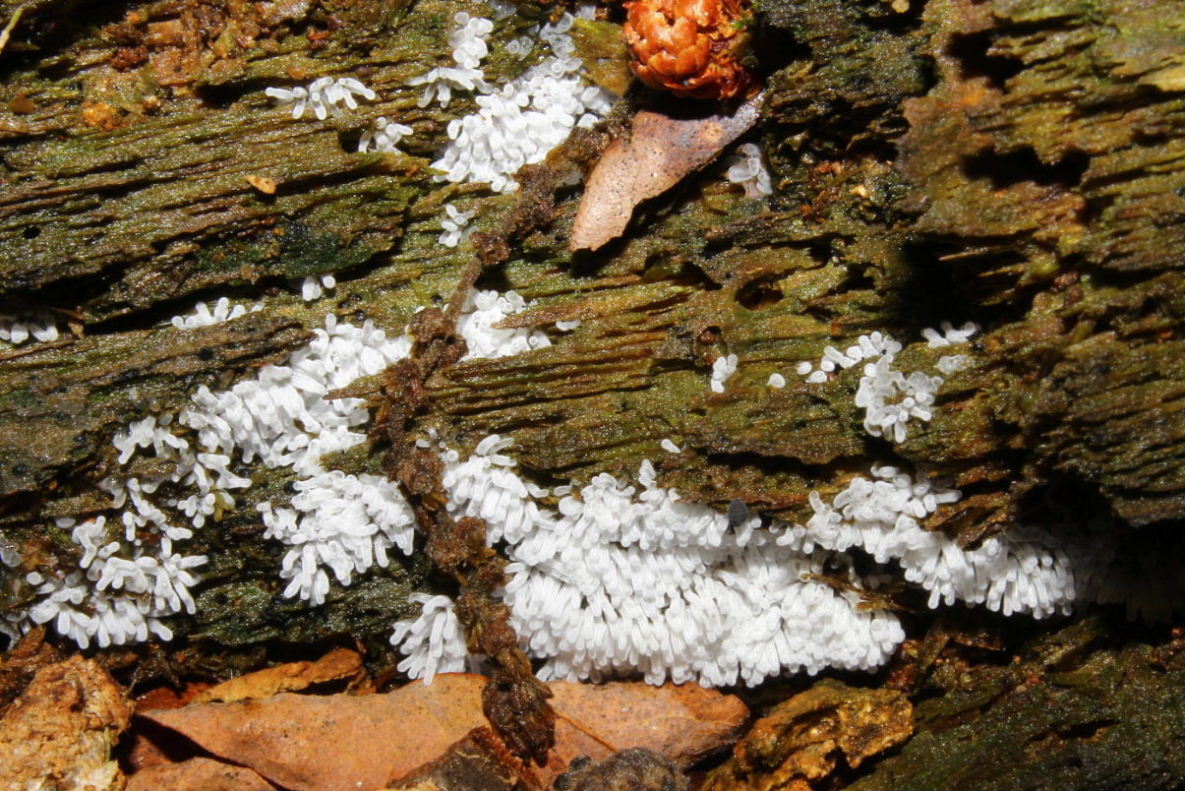 Fungo da determinare-1